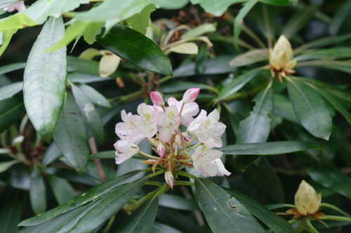 Rhododendron maximum #7